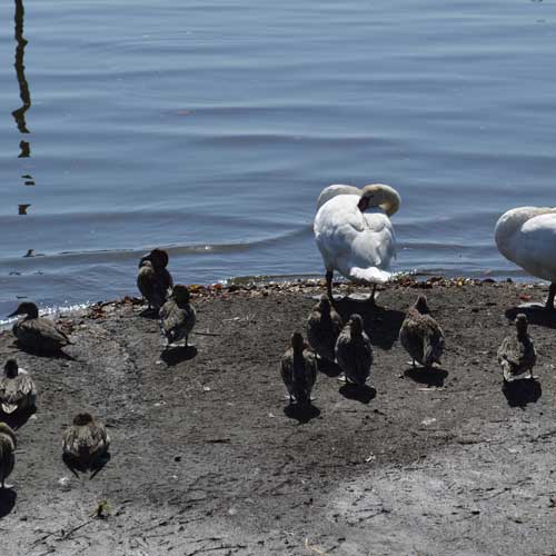 コブハクチョウとカルガモ