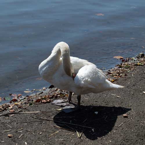 コブハクチョウ