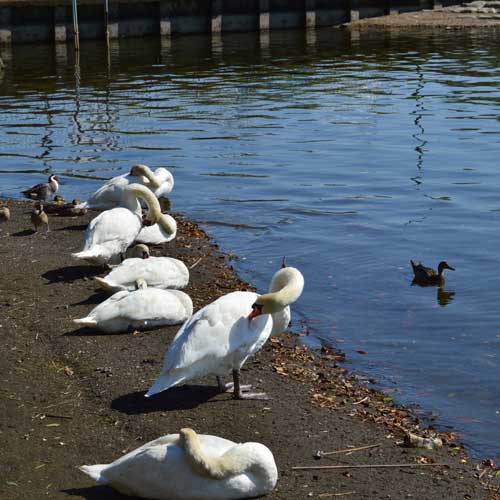 コブハクチョウとカルガモ