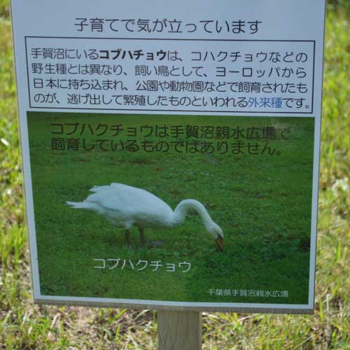 コブハクチョウ看板